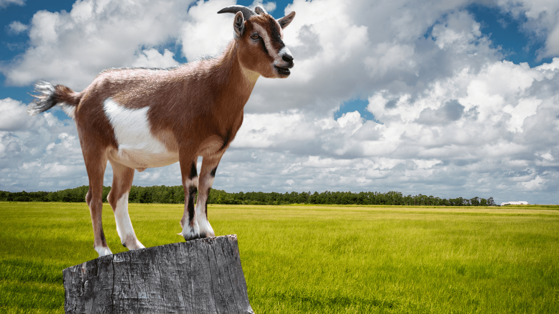 Kambing Qurban Kemasan
